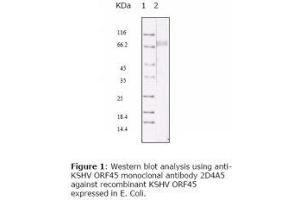 Image no. 1 for anti-HHV-8 ORF45 antibody (ABIN478369) (HHV-8 ORF45 anticorps)