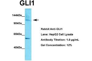 WB Suggested Anti-GLI1  Antibody Titration: 1. (GLI1 anticorps  (C-Term))