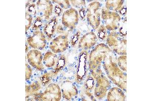 Immunohistochemistry of paraffin-embedded Rat kidney using WWC2 Rabbit pAb (ABIN7271389) at dilution of 1:100 (40x lens). (WWC2 anticorps)