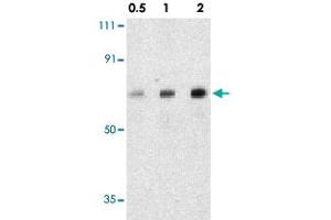 Western blot analysis of AATF in human small intestine tissue lysate with AATF polyclonal antibody  at 0. (AATF anticorps  (C-Term))