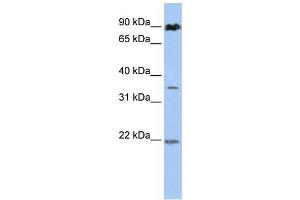 Western Blotting (WB) image for anti-Ring Finger Protein 219 (RNF219) antibody (ABIN2458734) (RNF219 anticorps)