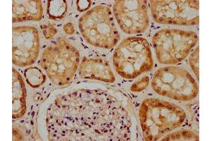 IHC image of ABIN7150293 diluted at 1:300 and staining in paraffin-embedded human kidney tissue performed on a Leica BondTM system. (REV1 anticorps  (AA 1035-1160))