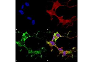 Immunocytochemistry/Immunofluorescence analysis using Mouse Anti-GABA-A Receptor Alpha-1 Monoclonal Antibody, Clone N95/35 (ABIN2483453).