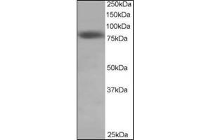 Antibody staining (0. (NDC80 anticorps  (C-Term))