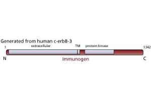 Image no. 1 for anti-Receptor Tyrosine-Protein Kinase ErbB-3 (ERBB3) antibody (ABIN967437) (ERBB3 anticorps)