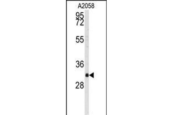 WBP2 anticorps  (C-Term)
