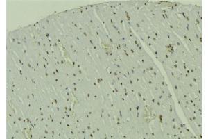 ABIN6273545 at 1/100 staining Mouse muscle tissue by IHC-P. (CRTC1 anticorps  (Internal Region))