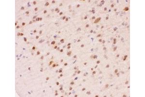 IHC-P staining of mouse brain tissue (APEX1 anticorps  (AA 2-318))