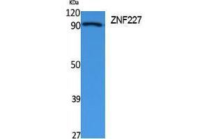 Western Blotting (WB) image for anti-Zinc Finger Protein 227 (ZNF227) (Internal Region) antibody (ABIN3187644) (ZNF227 anticorps  (Internal Region))