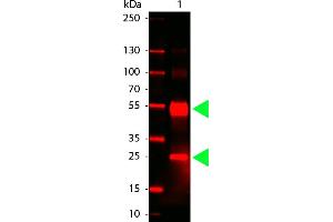 Human IgG (H&L) Antibody 680 Conjugated - Western Blot. (Lapin anti-Humain IgG Anticorps (DyLight 680) - Preadsorbed)