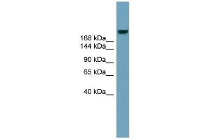 WB Suggested Anti-ABCA12 Antibody Titration:  0.