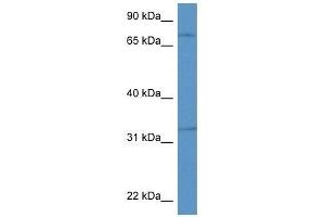 Western Blot showing Scg2 antibody used at a concentration of 1. (SCG2 anticorps  (Middle Region))
