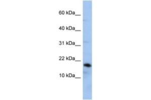 Western Blotting (WB) image for anti-Lipocalin 1 (LCN1) antibody (ABIN2463938) (Lipocalin 1 anticorps)