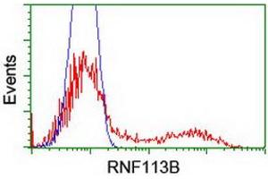 HEK293T cells transfected with either RC205407 overexpress plasmid (Red) or empty vector control plasmid (Blue) were immunostained by anti-RNF113B antibody (ABIN2455436), and then analyzed by flow cytometry. (RNF113B anticorps)