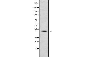 Western blot analysis of HOXC13 using HepG2 whole cell lysates (HOXC13 anticorps  (C-Term))