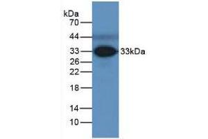 Figure. (FCN3 anticorps  (AA 34-297))