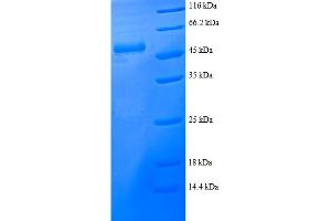 SDS-PAGE (SDS) image for Proteasome (Prosome, Macropain) Activator Subunit 2 (PA28 Beta) (PSME2) (AA 2-239) protein (GST tag) (ABIN5712115)