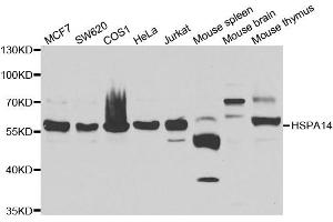 Western blot analysis of extracts of various cell lines, using HSPA14 antibody. (HSPA14 anticorps)