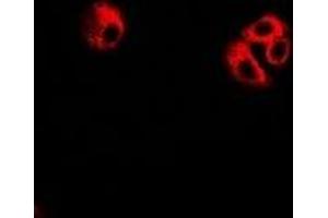 Immunofluorescent analysis of eIF3C staining in U2OS cells. (EIF3C anticorps)