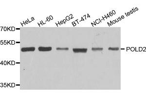 Western blot analysis of extracts of various cell lines, using POLD2 antibody. (POLD2 anticorps)