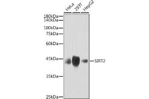 Western blot analysis of extracts of various cell lines, using SIRT2 antibody (ABIN1680889, ABIN3018355, ABIN3018356 and ABIN7101597) at 1:1000 dilution. (SIRT2 anticorps)