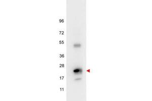 Western blot using  anti-Human IL6 antibody shows detection of a band ~24 kDa in size corresponding to recombinant human IL6 (arrowhead).