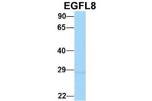 Host:  Rabbit  Target Name:  EGFL8  Sample Type:  Hela  Antibody Dilution:  1. (EGFL8 anticorps  (C-Term))
