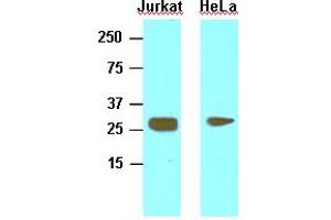Western Blotting (WB) image for anti-High Mobility Group Box 1 (HMGB1) (AA 1-215), (N-Term) antibody (ABIN356226) (HMGB1 anticorps  (N-Term))