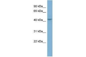 WB Suggested Anti-PGCP Antibody Titration:  0. (CPQ anticorps  (N-Term))