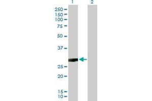 CACNG3 antibody  (AA 1-315)