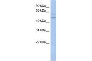 Image no. 1 for anti-PWWP Domain Containing 2B (PWWP2B) (AA 35-84) antibody (ABIN6743509) (PWWP2B anticorps  (AA 35-84))