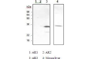 Western Blotting (WB) image for anti-Adenylate Kinase 3 (AK3) antibody (ABIN165376) (Adenylate Kinase 3 anticorps)