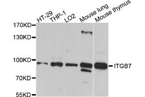 Western blot analysis of extracts of various cell lines, using ITGB7 antibody (ABIN5973480) at 1/1000 dilution. (Integrin beta 7 anticorps)