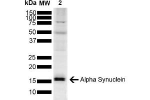 Western blot analysis of Mouse Brain showing detection of ~14. (SNCA anticorps  (Biotin))