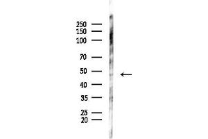 Western blot analysis of lysates from  cells(heat-shock,45 min treatment), using Cyclin E1 Antibody at 1/1000 dilution.