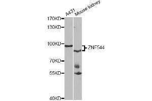 Western blot analysis of extracts of various cell lines, using ZNF544 antibody (ABIN4905683) at 1:1000 dilution. (ZNF544 anticorps)