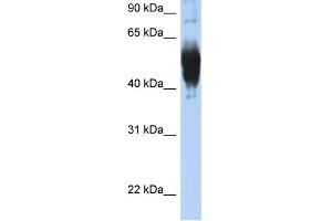 WB Suggested Anti-LCAT Antibody Titration:  0.