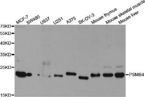 Western Blotting (WB) image for anti-Proteasome (Prosome, Macropain) Subunit, beta Type, 4 (PSMB4) antibody (ABIN1876898) (PSMB4 anticorps)