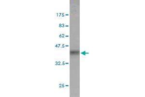 Western Blot detection against Immunogen (36.