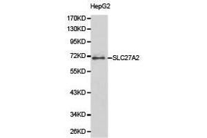 Western Blotting (WB) image for anti-Solute Carrier Family 27 (Fatty Acid Transporter), Member 2 (SLC27A2) antibody (ABIN1874822) (SLC27A2 anticorps)