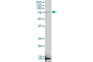 RNF190 monoclonal antibody (M01), clone 5E10 Western Blot analysis of RNF190 expression in K-562 .