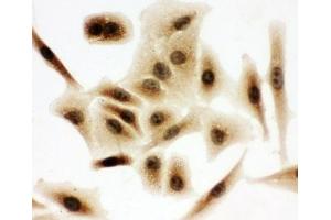 ICC testing of A549 cells (BUB3 anticorps  (Middle Region))