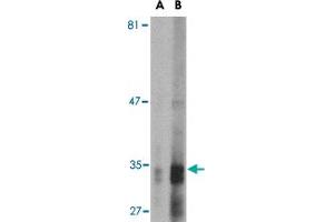Western blot analysis of ENDOG expression in HepG2 cell lysate with ENDOG monoclonal antibody, clone 7G1C10  at (A) 2.