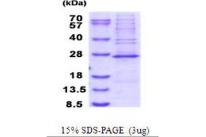 Mitochondrial Ribosomal Protein S23 (MRPS23) (AA 1-190) protein (His tag)