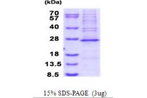 SDS-PAGE (SDS) image for Mitochondrial Ribosomal Protein S23 (MRPS23) (AA 1-190) protein (His tag) (ABIN5853942) (MRPS23 Protein (AA 1-190) (His tag))