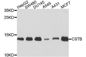 Western blot analysis of extracts of various cell lines, using CSTB antibody (ABIN5972004) at 1/1000 dilution. (CSTB anticorps)