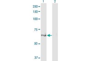 Western Blot analysis of ULK4 expression in transfected 293T cell line by ULK4 MaxPab polyclonal antibody.