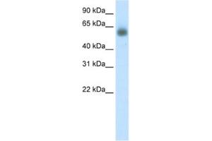 Western Blotting (WB) image for anti-Grainyhead-Like 3 (GRHL3) antibody (ABIN2460671) (GRHL3 anticorps)