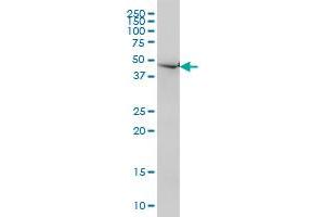 NDN monoclonal antibody (M02), clone 1B3 Western Blot analysis of NDN expression in HL-60 .