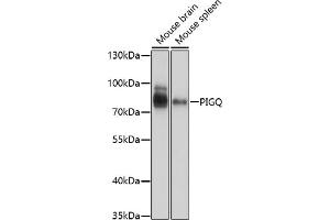 Western blot analysis of extracts of various cell lines, using PIGQ antibody (ABIN7269290) at 1:1000 dilution.